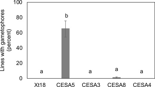 Class A PpCESAs differ in their ability to rescue the ppcesa5/6/7KO phenotype. Percentages of independent lines that produced gametophores when ppcesa5/6/7KO-2 was transformed with vectors driving constitutive expression of each of the class A PpCESAs (CESA5, CESA3, CESA8), a representative class B PpCESA (CESA4), and an empty negative control vector (xt18). Only PpCESA5 complemented the mutant phenotype. Percentages include the results of two trials for each vector (60–89 independent lines per treatment) and error bars show 95% confidence intervals. Bars with different letters designate statistically different means within each trial (P < 0.01, Fisher’s exact test).