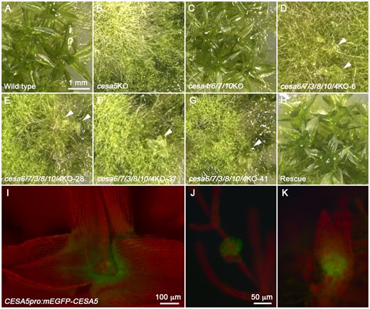 PpCESA5 alone sustains gametophore morphogenesis in the absence of other PpCESAs. In contrast to WT (A) and ppcesa5KO, which produces no leafy gametophores (B) and ppcesa4/6/7/10KO, which produces normal leafy gametophores (C), four independent ppcesa6/7/3/8/10/4KO lines produce colonies with stunted leafy gametophores (D–G, white arrow heads). Constitutive expression of PpCESA5 in ppcesa6/7/3/8/10/4KO-41 restored normal gametophore morphology (H). PpCESA5pro:mEGFP-PpCESA5 is expressed in the gametophore shoot apical meristems (I) and in gametophore buds before (J) and after (K) initiation of the first leaves. Scale bar in A refers to B–H and scale bar in J refers to K.