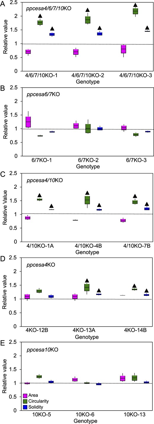 Morphometric analysis of protonemal colonies of PpCESA class B KO-mutant lines and WT P. patens. Protonemal colonies of P. patens cesa3/5/8KO (A), cesa6/7KO (B), cesa4/10KO (C), cesa4KO (D), and cesa10KO (E) mutant lines and WT line were analyzed for three parameters: area, circularity, and solidity. For each KO line, the mean for each replicate plate (n = 3) was divided by the mean for the WT measured in the same experiment (n = 3 replicate plates). Boxes show the means and the 95% confidence intervals (standard error of the mean) and whiskers indicate the ranges. Values larger than unity (dotted lines) indicate increases in KO lines compared with WT. Statistically significant differences between KO mutants and WT are indicated by “” (P < 0.05, one-way ANOVA with Tukey’s HSD post-hoc test). Examples of images used for this analysis are shown in Supplemental Figure S6.