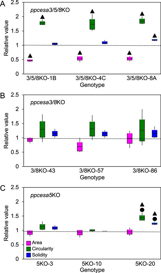 Mophometric analysis of protonemal colonies of PpCESA class A KO-mutant lines and WT P. patens. Protonemal colonies of P. patens cesa4/10KO (A), cesa3/8KO (B), and cesa5KO (C) mutant lines and WT line were analyzed for three parameters: area, circularity, and solidity. For each KO line, the mean for each replicate plate (n = 3) was divided by the corresponding mean for the WT measured in the same experiment (n = 3 replicate plates). Boxes show the means and the 95% confidence intervals (standard error of the mean) and whiskers indicate the ranges. Values larger than unity (dotted line) indicate increases in KO lines compared with WT. Statistically significant differences between KO mutants and WT are indicated by “” and statistically significant difference among independent KO lines are indicated by “●” (P < 0.05, one-way ANOVA with Tukey’s HSD post-hoc test). Examples of images used for this analysis are shown in Supplemental Figure S6.