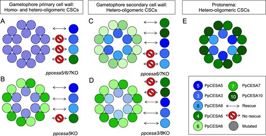 Summary of the roles of PpCESAs in P. patens development. Complementation assay results support participation of both homo-oligomeric (A) and hetero-oligomeric (B) CSCs in gametophore meristem function. The ppcesa5/6/7KO mutant phenotype (A) is rescued only by PpCESA5. The ppcesa5KO phenotype (B) is also rescued by PpCESA3 or PpCESA8, indicating that these class A isomers (blue) require a class B partner (green). The CSCs that synthesize gametophore secondary cell walls are hetero-oligomeric (C, D) with at least one member of class A and one member of class B. Assays testing for complementation of the midrib secondary cell wall phenotype demonstrate functional differentiation of class A and class B isomers (Norris et al., 2017). Rescue of ppceas6/7KO by PpCESA5, but not PpCESA3 and PpCESA8 (C), further supports the ability of PpCESA5 to function without a class B partner. Protonemal development requires PpCESA4 or PpCESA10 from class B and any class A PpCESA (E).