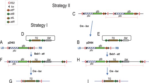 Gene stacking scheme in cotton. A, Schematic representation of strategy I target construct pZH83 with gfp and npt inserted into cotton chromosome from Agrobacterium-mediated random integration; D, Strategy I integration construct with SM (selection marker gene) and TG (trait gene) co-bombarded along with Bxb1 integrase-expressing construct pYQ78 (not shown, see Figure 3B); F, Expected structure from recombination with SM-distal attB and chromosomal attP; G, Structure after Cre recombinase-catalyzed deletion of DNA flanked by directly oriented lox sites. B, Strategy II target construct pZH84 has only two lox sites in opposite orientation. Co-transformation with a cre-expressing construct can delete tandem multicopy insertions, example shows only two copies (C), leading to a single copy structure in (B). E, Strategy II integration construct with an additional lox site distal to SM co-bombarded along with Bxb1 integrase-expressing construct pYQ78 to integrate into expected genome structure (H) from recombination with SM-distal attB and chromosomal attP, and (I) after Cre recombinase-catalyzed deletion of DNA flanked by directly oriented lox sites. Recombinase site symbols as shown in legend, Bxb1 recombinase-mediated attP × attB to yield attL and attR; LB and RB, T-DNA left and right borders, respectively. Promoters and terminators not shown, see “Materials and methods.” Gene transcription from left to right, except for npt indicated by upside down lettering.