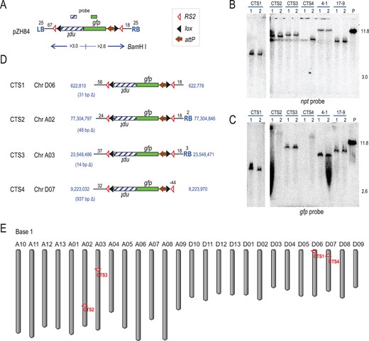 Genome location and structure of cotton target lines. A, pZH84 structure; D, pZH84 derived insertions. Blue lettering indicates chromosome positions at left and right ends and chromosome deletions in parentheses. Black lettering shows the number of base pairs from RS2, except for CTS4 that lacks a right end RS2. B and C, Southern blots detected a single T-DNA left or right end fragment in BamHI cleaved genomic DNA when probed with npt for a single band of expected size >3 kb (B), or with gfp for a single band >2.6 kb (C). Hybridization probes shown above pZH84. P: plasmid pZH84 added to Coker 312 genomic DNA at 1 copy per cotton genome. Fragments and size markers in kb. E, Cotton genome map from https://www.ncbi.nlm.nih.gov/genome/gdv/?org=gossypium-hirsutum&group=malvids; genome coordinates start at the top for each chromosome. Target sites derived from pZH84 shown as RS2 site, with site orientation indicated. Genes and symbols as in Figure 1. Two different T0 plants from the same callus labeled 1 and 2 above gels; 4-1 and 17-9 are other single-copy lines that did not meet the criteria for target lines.