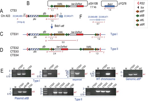 CTS3 derived site-specific integrant plants. A, Recombination between the genomic attP site in CTS3 with attB site in pGh10B (B) to produce (C) type I or (D) type II integration structure, catalyzed by Bxb1 integrase from co-transformed pYQ78. E, Representative PCR detection of site-specific recombination junctions, WT site, genome attP and plasmid attB. F, WT chromosome site corresponding CTS3 insertion. Red lines represent PCR products. M: marker lane, fragment sizes in kb; P: positive control from in vitro recombination of pZH84 and pGh10B.