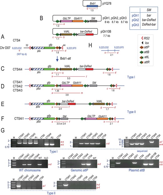 CTS4 derived site-specific integrant plants. A, Recombination between the genomic attP site in CTS4 with attB site in (B) pGh10B, pGh1, pGh2, or pGh3 to produce (C and D) type I or (E and F) type II integration catalyzed by Bxb1 integrase from co-transformed pYQ78. G, Representative PCR detection of site-specific recombination junctions, WT site, genome attP and plasmid attB. H, WT chromosome site corresponding to CTS4 insertion. Red lines represent PCR products. M: marker lane, fragment sizes in kb; P1 or P2 indicates positive control from in vitro recombination of pZH84 with pGh1 or pGh10B, respectively; WT: Coker 312 DNA.