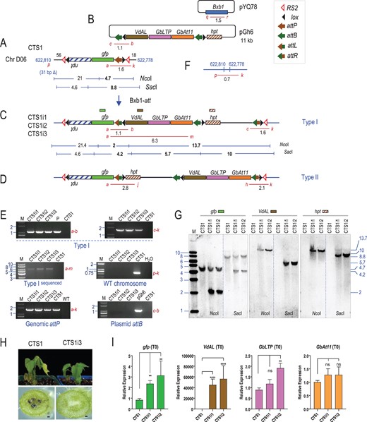 CTS1 derived site-specific integrant plants. A, Recombination between the genomic attP site in CTS1 with attB site in pGh6 (B) to produce (C) type I or (D) type II integration structure, catalyzed by Bxb1 integrase from co-transformed pYQ78. E, Representative PCR detection of site-specific recombination junctions, WT site, genome attP, and plasmid attB. F, WT chromosome site of corresponding CTS1 insertion. Red lines represent PCR products. G, Southern blots of plant CTS1 and integrant plants CTS1i1 and CTS1i2 cleaved with NcoI or SacI and hybridized with probe gfp, VdAL, or hpt. Restriction sites and expected fragments shown in (A) and (C). H, Integrated plant CTS1i3 showed resistance to Verticillium dahlia 16 d after inoculation with the “Vd991” conidial, scale bar: 0.01 mm. I, Expression of site-specifically integrated trait genes in CTS1i1 and CTS1i2 compared to CTS1. Transcript level of each gene normalized to G. hirsutum histone 3 gene. Data presented as means ± sd of three sample repeats. Significant differences according to unpaired t test (∗∗P < 0.01, ∗∗∗∗P < 0.0001, ns, not significant). M: marker lane, fragment sizes in kb; P: positive control from pZH84 and pGh6 in vitro recombination; WT: Coker 312 DNA.
