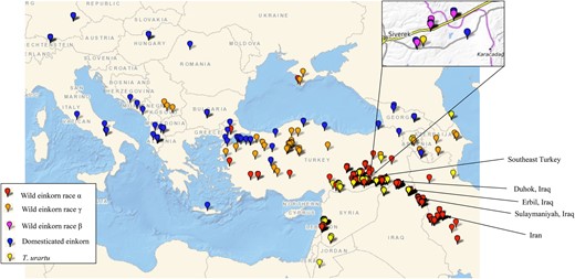 Geographic distribution of A-genome wheat species maintained in the WGRC gene bank. Collection sites of accessions in this study are designated for domesticated einkorn (T. monococcum subsp. monococcum) (blue); α race within wild einkorn (T. monococcum. subsp. aegilopoides) (red); γ race wild einkorn (orange); β race wild einkorn (magenta); and T. urartu (yellow).