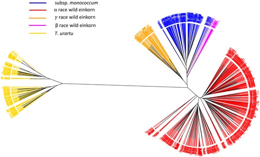 An unrooted NJ tree of A-genome species: T. urartu, subsp. aegilopoides, and subsp. monococcum. The tree branches are colored based on the genetic grouping of the accessions after correcting misclassified accessions. T. urartu (yellow), domesticated einkorn (blue), wild einkorn race α (red), wild einkorn race γ (orange), and wild einkorn race β (magenta) are shown.