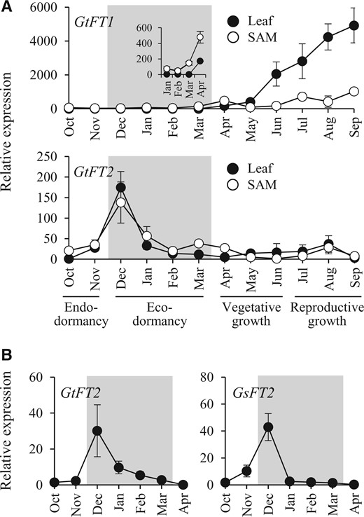 Expression of FT genes in field-grown gentian plants throughout all stages of dormancy and growth. A, Seasonal expression of GtFT1 and GtFT2 in leaves (filled circles) and SAM (open circles) in G. triflora cv. SpB. The inset shows an amplified plot of the expression from January to April. B, Expression of FT2 genes in OWBs of G. triflora cv. Iwate (GtFT2; left) and G. scabra cv. Alta (GsFT2; right). The ecodormancy period is represented by a shaded area. The relative expression level of each gene is normalized to that of Actin, with expression in leaves in October defined as 1. Each value represents the means ± sd calculated from five independent biological replicates. Five biological replicates were prepared each being a single tissue (SAM or leaf) from a plant.