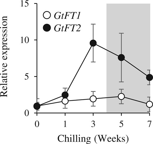Expression of GtFT1 and GtFT2 in chilled OWBs. Field-grown OWBs of cv. SpB were harvested in October and chilled at 4°C for zero to 7 weeks. The shaded area represents the ecodormancy phase shown by Takahashi et al. (2014). The relative expression level is normalized to Actin and expression for week zero was defined as 1. Each value represents the mean ± sd calculated from three independent biological replicates. Three biological replicates were prepared each being a single OWB tissue from a plant.