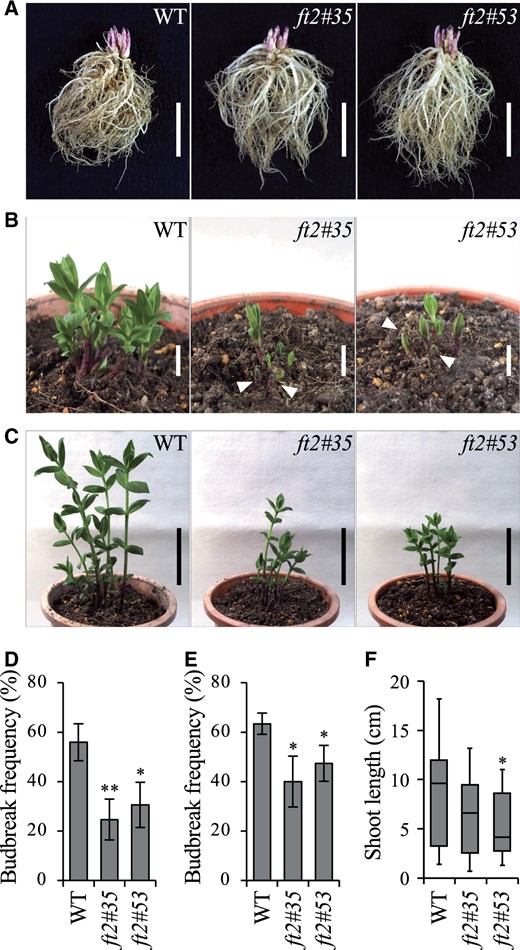 Suppression of budbreak and growth in OWBs by the ft2 mutation. After a chilling treatment for 7 weeks, OWBs were transferred to an optimal growth temperature (20°C) and budbreak and growth were measured. A, Morphology of OWBs and underground organs in the WT and ft2 mutants (ft2#35 and ft2#53). Scale bars indicate 5 cm. B, Budbreak of OWBs occurred 3 weeks after transfer. Arrowheads indicate unsprouted buds. Scale bars indicate 1 cm. C, Shoots of WT and ft2 mutants at 5 weeks after transfer. Scale bars indicate 5 cm. D, Budbreak frequency of WT (n = 41), ft2#35 (n = 40), and ft2#53 (n = 38) at 3 weeks after transfer. E, Budbreak frequency of WT (n = 41), ft2#35 (n = 40), and ft2#53 (n = 38) at 5 weeks after transfer. Each value represents the mean ± sd. F, Box and whisker plot of shoot length in the WT (n = 26), ft2#35 (n = 16), and ft2#53 (n = 18) at 5 weeks after transfer. The top and bottom of the box represent the upper and lower quartile, respectively, and lines inside box represent the median. The whiskers represent the highest and lowest values. Significant differences from WT are shown (*P < 0.05, **P < 0.01, Student’s t test).