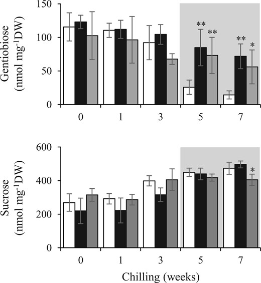 Effect of FT2 impairment on gentiobiose and sucrose concentrations in gentian OWBs during endo- and ecodormancy. The concentrations in the WT (white bars), ft2#35 (black bars), and ft2#53 (gray bars) were compared. The predicted ecodormancy phase is represented by the shaded area. Each value represents the mean ± sd calculated from five independent biological replicates. Five biological replicates were prepared each being a single OWB tissue from a plant. Significant differences from the WT are shown (*P < 0.05, **P < 0.01, Student’s t test).