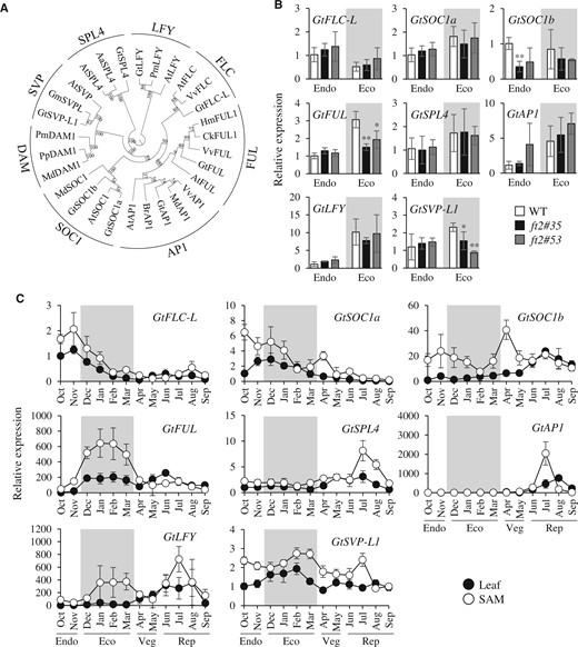 The ft2 mutation affects the expression of flowering-related genes in gentians. A, A phylogenetic tree based on the deduced amino acid sequences of gentian orthologs of FT-related genes denoted as GtFLC-L, GtSOC1a, GtSOC1b, GtSVP-L1, GtFUL, GtSPL4, GtAP1, and GtLFY and their orthologs from Arabidopsis thaliana (AtFLC, Q9S7Q7; AtSOC1, O64645; AtSVP, Q9FVC1; AtFUL, Q38876; AtSPL4, Q9S7A9; AtAP1, P35631; AtLFY, Q00958), Arabis alpina (AaSPL4, S4WUK1), Brassica rapa (BrAP1, P0DI14), Cornus kousa (CkFUL1, M4IT41), Glycine max (GmSVPL, E3NYP9), Hydrangea macrophylla (HmFUL1, B5BUX3), Malus domestica (MdAP1, Q6YNE5; MdSOC1, Q09JE1; MdDAM1, A0A1B2LP93), Prunus mume (PmLFY, A0A140FAH6; PmDAM1, A0A2H4N2C0), Pyrus pyrifolia (PpDAM1, A0A0D4ZYJ8), and Vitis vinifera (VvFLC, D1MDP4; VvFUL, D7SMN6; VvAP1, Q6E6S7). Bootstrap values above the nodes were obtained from 1,000 replicates. B, A comparison of expression levels of flowering-related genes in gentian OWBs of the WT (white bars), ft2#35 (black bars), and ft2#53 (gray bars) during endodormancy and ecodormancy. The endodormant WT expression data were normalized to 1. C, Seasonal expression of flowering-related genes in leaves (solid circles) and SAMs (open circles) of gentians, covering endodormancy (Endo), ecodormancy (Eco), the vegetative growth phase (Veg), and the reproductive growth phase (Rep). The leaf expression data for October were normalized to 1. The predicted ecodormancy phase is represented by the shaded area. In (B) and (C), each value represents the mean ± sd calculated from five independent biological replicates. Five biological replicates were prepared each being a single tissue (OWB, leaf or SAM) from a plant. Significant differences from the WT are shown (*P < 0.05, **P < 0.01, Student’s t test).