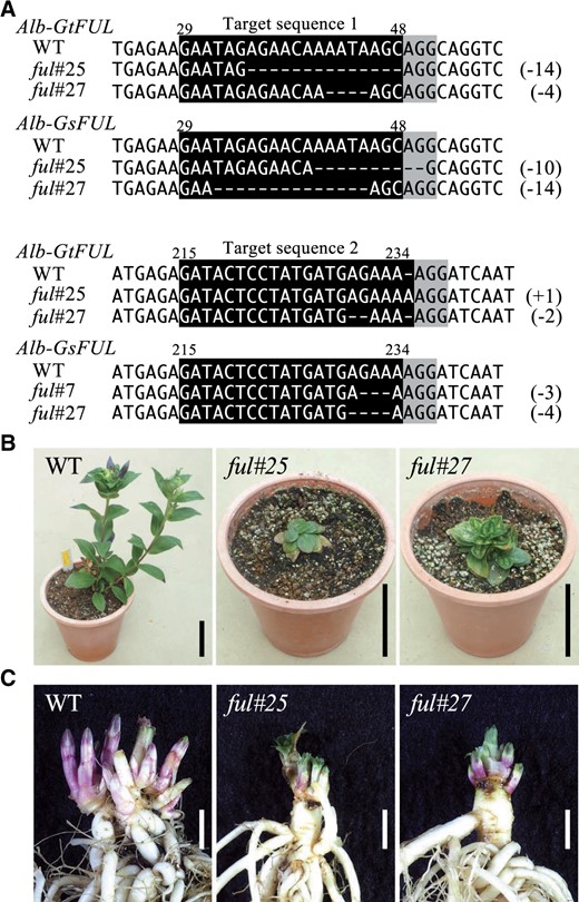 CRISPR/Cas9-mediated genome editing of FUL in gentian plants. A, The DNA sequence of FUL in WT, ful#25, and ful#27 plantlets. The sgRNA target sequences are shown as white text on a black background and protospacer adjacent motif sequences are highlighted in gray. Deletions are indicated by dashes and the numbers in parentheses on the right side indicate the size of the deletions. B, Photographs of 4-month-old WT, ful#25, and ful#27 plantlets. Scale bars indicate 5 cm. C, Comparison of phenotypes of OWBs of WT, ful#25, and ful#27. Scale bars indicate 1 cm.