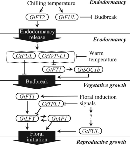 A schematic model for genetic interactions of gentian FT orthologs and related genes that regulate developmental phase transitions in gentians.