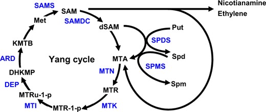Overview of the Yang cycle and other metabolic pathways that produce MTA. The biosynthesis of NA, ethylene, and PAs produce MTA as a byproduct. The toxic byproduct MTA is salvaged in the Yang cycle, which also generates Met to sustain NA, ethylene, and PAs synthesis. In the Yang cycle, MTA is hydrolyzed by MTN, yielding MTR. MTR is converted into Met by successive reactions. MTK catalyzes the production of 5′-methylthioribose-1-phosphate (MTR-1-P), which is metabolized to 5′-methylthioribulose-1-phosphate (MTRu-1-P) by 5′-methylthioribose-1-phosphate-isomerase (MTI). The dehydratase-enolase-phosphatase-complex1 (DEP) catalyzes the conversion of MTRu-1-P to 1,2-dihydro-3-keto-5-methylthiopentene (DHKMP). The acidoreductone oxygenase (ARD) converts DHKMP to 2-keto-4-methylthiobutyrate (KMTB), which is converted into Met by a transaminase. SAM is produced from Met by SAM synthetase. SAM decarboxylase (SAMDC) removes the carboxyl group from SAM to produce decarboxylated SAM, which serves as a co-substrate with Put for Spd and spermine synthesis catalyzed by Spd synthase and Spm synthase, respectively. Enzymes and metabolites are shown in blue and black letters, respectively.