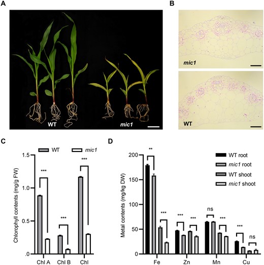 The mic1 mutant is characterized by reduced metal contents and morphology changes in vascular bundles. A, The V3 stage WT and mic1 seedlings grown in pots. Bar = 5 cm. B, Transverse sections showing veins of the mic1 and WT seedling leaves in the V3 stage. Bars = 100 μm. C, Chlorophyll content in leaves of the WT and mic1 mutant plants. D, Metal contents in leaves and roots of the WT and mic1 mutant plants. Values are means ± sd (standard deviation); n = 3 (**P < 0.01; ***P < 0.001; Student’s t test).