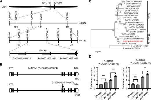 ZmMIC1 encodes a MTN like protein. A, Schematic representation of positional cloning of mic1 gene on chromosome 1 with the number of recombinants indicated below each marker. B, Gene structure of ZmMTN1. Black boxes indicate exons, while lines represent introns. The mutant site is marked with an arrow. C, Phylogenetic Tree of ZmMTN1 and its homologs from other species. Evolutionary distances were estimated using the neighbor-joining algorithm. The homologous proteins include MTN from dicotyledonous plants (GmMTN1 and GmMTN2 from Glycine max, MtMTN from Medicago truncatula, CsMTN from Cucumis sativus, GrMTN from Gossypium raimondii, MeMTN from Manihot esculenta, VvMTN from Vitis vinifera, NaMTN from Nicotiana attenuate, BvMTN from Beta vulgaris, AtMTN1 and AtMTN2 from A. thaliana, BnMTN1, BnMTN2, and BnMTN3 from Brassica napus) and monocotyledonous plants (OsMTN from O. sativa, SoMTN from Saccharum officinarum, ZmMTN1 and ZmMTN2 from Z. mays, SbMTN from Sorghum bicolor). The bacterial MTNs (Escherichia coli and Bacillus subtillis MTN) were used as outgroup. GenBank accession numbers and gene identifiers are given. ZmMTN1 is indicated in red letters. The scale bar indicates the average number of amino acid substitutions per site. D, Relative expression levels of ZmMTN1 and ZmMTN2 in the WT and mic1 seedlings determined by RT-qPCR using ZmActin1 as an internal control. Values are means ± sd; n = 4 (**P < 0.01; ***P < 0.001; Student’s t test).