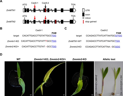 KO of ZmMTN1 but not ZmMTN2 by CRISPR/Cas9 causes interveinal chlorosis. A, Gene structure of ZmMTN1 and ZmMTN2, and target sites used for CRISPR/Cas9 editing. Two CRISPR/Cas9 constructs (Cas9-1 and Cas9-2) were generated, each targeted at one conserved site in ZmMTN1 and ZmMTN2 (indicated by arrows). The red and black arrows indicate edited and unedited sites, respectively. The premature stop-codons resulting from editing are indicated by red vertical bars in the gene structure. B and C, The target sites of CRISPR/Cas9 and edited sequences of ZmMTN1 and ZmMTN2. The protospacer-adjacent motif sequences are underlined and shown in blue color. The single T insertion in ZmMTN1 is indicated in red letters, while deletions are indicated with dashes. D, Interveinal chlorosis phenotype identified in homozygous Zmmtn1 KO plants harboring a heterozygous Zmmtn2 KO site, while no phenotype difference was observed from homozygous KO of ZmMTN2. Allelism test using seedlings from mic1-ref/+ × homozygous Zmmtn1-KO. The mic1-ref/Zmmtn1-KO seedlings showed the interveinal chlorosis phenotype, while ZmMIC1/Zmmtn1-KO seedlings exhibited the WT phenotype. The WT and KO images were digitally extracted for comparison. Bars = 1 cm.