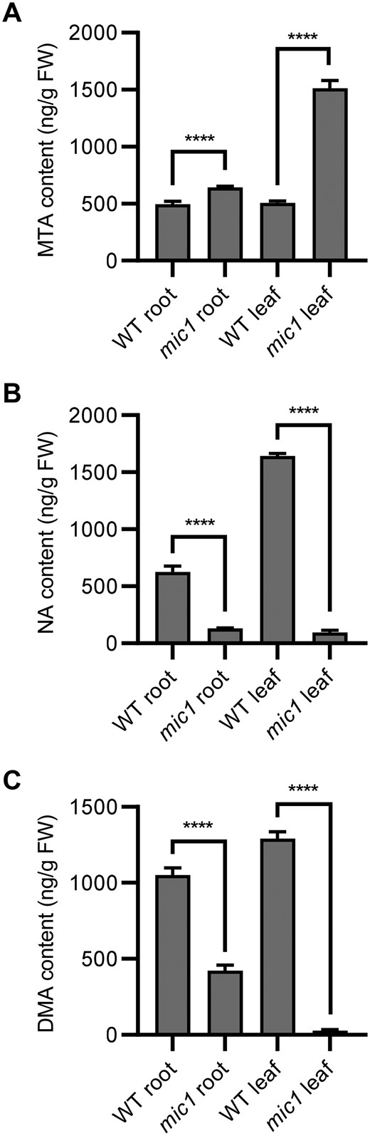Altered contents of MTA, NA, and DMA in the mic1 mutant. The contents of MTA (A), NA (B), DMA (C) were determined in roots and leaves of the mic1 and WT seedlings. Values are means ± sd; n = 4 (****P < 0.0001; Student’s t test).