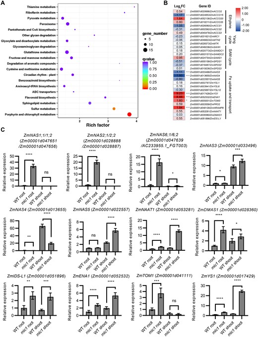 Transcriptome analysis shows the Fe-deficiency response was triggered in the mic1 mutant. A, Pathways with DEGs enrichment in the V3 stage leaves of mic1 mutant compared with WT. B, Fold changes and significances of DEGs associated with Fe uptake and transport, the Yang cycle, the SAM cycle, and the biosynthesis of ethylene. C, RT-qPCR verification of DEGs. ZmActin1 was used as an internal control. Values are means ± sd; n = 4 (*P < 0.05; **P < 0.01; ***P < 0.001; ****P < 0.0001; Student’s t test).