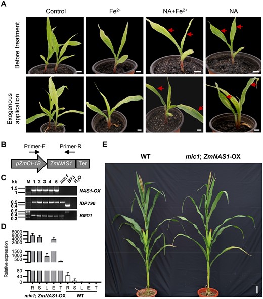 Exogenous application of NA and overexpression of NAS reversed interveinal chlorosis of the mic1 mutant. A, Regreening test of mic1 leaves treated with exogenous NA. Red arrows indicate young leaves that recovered from interveinal chlorosis, and the images were digitally extracted for comparison. Bars = 1 cm. B, Schematic diagram of the ZmNAS1-OX construct. Primers used for examining ZmNAS1-OX were indicated. C, Genotyping of the ZmNAS1-OX and mic1 alleles in the F2 population. Five F2 plants were identified to harbor both the ZmNAS1-OX and homozygous mic1 allele. PCR amplification was used to test the presence of full-length ZmNAS1 transgene. Markers IDP790 and BM01 were used to select homozygous mic1 mutants. D, Strong expression of ZmNAS1 was detected in the F2 mic1 plant harboring the ZmNAS1-OX transgene. Relative expression of ZmNAS1 was determined by RT-qPCR using ZmActin1 as an internal control, and the tassel of WT was used as a reference sample. R, root; S, stem; L, leaf; E, ear; T, tassel. Values are means ± sd; n = 4. E, The F2 mic1 plants overexpressing ZmNAS1 recovered from interveinal chlorosis and growth retardation. Bars = 10 cm.