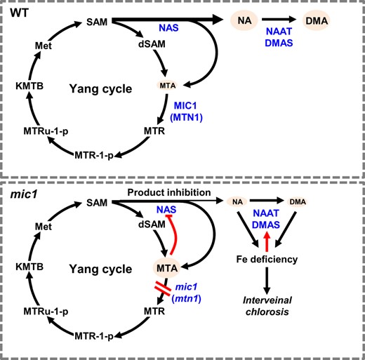 Working model for the interaction between the Yang cycle and NA biosynthesis. In WT, to sustain a high flow of NA synthesis the byproduct MTA is hydrolyzed by MTN and recycled in the Yang cycle. However, in the mic1, mutation of ZmMTN1 impaired MTA salvage; thereby the accumulated MTA represses NAS activity. Insufficient NA supply led to Fe deficiency and interveinal chlorosis. Fe deficiency induced the expression of enzymes associated with DMA synthesis but accelerated NA consumption. Enzymes are indicated in blue color, while compounds are represented in black letters. The black arrows/lines indicate pathways reported previously, while red lines/arrows indicate regulations identified in the mic1 mutant in this study.