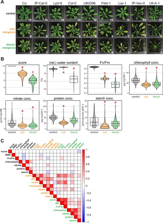 Trait quantification and their correlation in 387 Arabidopsis accessions. A, Phenotype of representative Arabidopsis accessions before submergence (control), after 13 days of submergence, and 1-day post desubmergence. The numbers indicate the visual score indicating the proportion of vigorous green leaves to total number of leaves (score 10 = all leaves vigorous, score 5 = 50% of leaves stress affected). B, Distributions of the seven quantified traits in 387 Arabidopsis accessions under the three experimental conditions (control; submergence, sub; desubmergence, desub). Asterisks indicate a statistically significant difference for a comparison of treatments against control (ANOVA, Tukey’s HSD test, P <0.01). The box plots indicate the first and third quartiles with a median line and the whiskers represent the 1.5× interquartile range. C, Pearson correlation of all determined traits under control (black text), submergence (orange text), and desubmergence (green text) conditions. For significant correlations (P <0.01) the color scale indicates the correlation coefficient (R).
