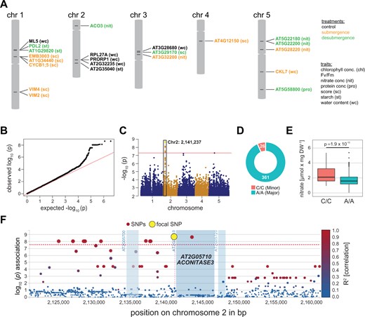 Highly significant SNPs for submergence and desubmergence across seven traits identified by GWAS. A, A total of 35 SNPs statistically significant (P < 5 × 10−8) associated with 22 genes were identified by GWAS for the seven traits (see trait abbreviations) and three conditions (highlighted by different colors) across the 387 analyzed accessions. See Supporting Information Table ST3 for a listing of all SNPs with detailed annotations. B–F, For the nitrate concentration after desubmergence highly significant SNPs were identified in the ACONITASE3 (ACO3) gene. B, QQ plot, C, Manhattan plot, D, allele distribution, E, trait quantification for accessions with major and minor alleles for SNPs. Statistical significance was determined by a Student’s t test. The box plots indicate the first and third quartiles with a median line and the whiskers represent the 1.5× interquartile range. F. Linkage disequilibrium (LD) plots of genomic region surrounding the focal SNP at ACO3. The R2 indicates the linkage coefficient of SNPs to the focal SNPs (yellow dot). The red line indicates the cut-off threshold for SNP statistical significance used.