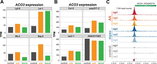 Regulation of ACO3 expression. A, ACO3 expression in two accessions sensitive to submergence (Ler-1, Bay-0) and two tolerant accessions (Lp2-6, Ws-2). B, ACO3 expression in the wild-type (Col-0) and mitochondrial signaling mutants for the transcription factor ANAC017 (anac017-2, rao2-1) that are sensitive to submergence, and in a submergence tolerant ANAC17 overexpressing line (ANAC017OE2). Data in (A) and (B) for plants submerged (sub) for 2 days and 1 day post desubmergence (desub) were extracted from Meng et al. (2020). C, ChIP-seq experiments using an ANAC017-GFP fusion protein identify an ANAC017 binding site that co-localizes with the focal GWAS SNP (indicated by a red arrow) in the ACO3 promoter. ChIP-seq was performed after the induction of mitochondrial stress by antimycin A (AA) and myxothiazol (myxo) and compared to mock treatment (control) (see “Materials and Methods” for details). Two ANAC017 binding motives (De Clercq et al., 2013) in the ACO3 promoter are indicated by black arrows.