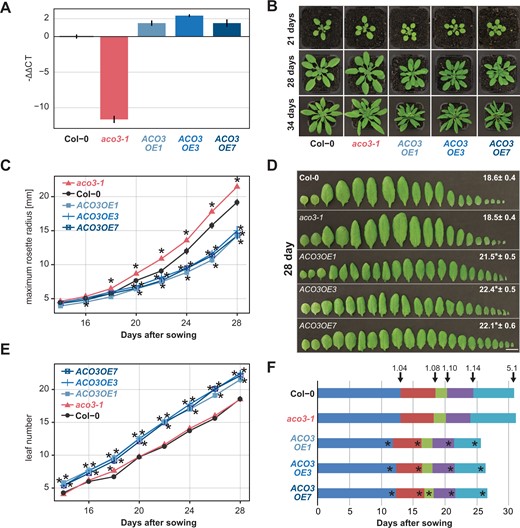 Altering ACO3 expression levels affects plant growth and development. Expression levels of ACO3 in the different genotypes correspond with their growth. A. ACO3 expression in the aco3-1 mutant and ACO3 overexpression lines relative to the wild-type (Col-0) quantified by RT-qPCR. Shown is the mean ± se of the -ΔΔCT value determined in pooled rosette leaves of three independent plants. B–F, Phenotypic analysis of ACO3 overexpression and mutant lines grown on soil in a 14-h light/10-h dark cycle. B, Representative pictures for each genotype at indicated time points. C, Maximum rosette radius of genotypes at indicated time points. D, Representative leaf phenotypes (scale bars indicate 1 cm) and leaf numbers ± se at time of bolting, E, leaf numbers at indicated time points. F, Growth stage progression in the five analyzed genotypes according to Boyes et al. (2001): 1.04 (four rosette leaves >1 mm in length), 1.08 (eight rosette leaves >1 mm in length), 1.10 (ten rosette leaves>1 mm in length), 5.1 (first flower buds visible). C–F, At least 17 plants per genotype were used for all phenotypic analyses and given are the mean ± se. Asterisks indicate statistically significant differences (ANOVA, Tukey’s HSD test, P < 0.05) from the wild-type.