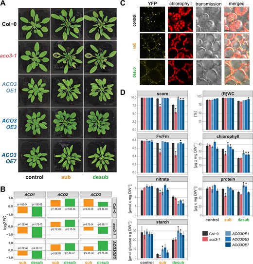 Quantitative changes in traits after submergence and desubmergence in aco3-1 knockout and ACO3 overexpression lines. A, Representative images of the wild-type (Col-0), aco3-1 mutant, and the three independent ACO3 overexpression lines before submergence (control), after 13 days submergence (sub) and 1 day after desubmergence (desub). B, Changes in the expression of the three Arabidopsis ACO isogenes in the indicated genotypes after 13 days submergence (sub) and 1 day after desubmergence (desub). Given are the log2 of fold changes when compared to control and the false discovery rates (q-values). C, Sub-cellular localization of a ACO3-YFP fusion protein before submergence (control), after 13 days submergence (sub) and 1 day after desubmergence (desub). Shown are confocal images for the fluorescence of YFP and chlorophyll as well as corresponding transmission and merged images. Scale indicates 10 µm. D, The score, concentrations of nitrate, protein, starch, and chlorophyll, as well as RWC and maximum quantum yield of photosystem II (Fv/Fm) of the wild-type (Col-0), aco3-1 mutant, and the three ACO3 overexpression lines in pooled rosette leaves under standard growth conditions (control), after 13 days of submergence and 1-day post desubmergence. Asterisks indicate statistically significant differences (ANOVA, Tukey’s HSD test, P < 0.05) of the mutant and overexpression lines from the wild-type Col-0. Given are mean ± se of three biological replicates.