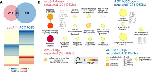 Differential gene expression in aco3-1 mutant and ACO3OE3 overexpressing lines under standard growth conditions. Expression of genes in the aco3-1 mutant and ACO3OE3 overexpressing lines was compared to the wild-type (Col-0) using RNA-seq. A. The aco3-1 and ACO3OE3 line had 257 and 414 DEGs, respectively, with 46 overlapping in both lines. The heatmap indicates the extent of changes in expression in both genotypes. B, GO term enrichment analysis for up- and downregulated DEGs in the aco3-1 and ACO3OE3 lines. The size of the circles indicates the number of genes associated with the GO term and the circle color the corresponding P-value for enrichment after Bonferroni correction. Functionally interesting DEGs within the GO terms and discussed in the text are indicated.