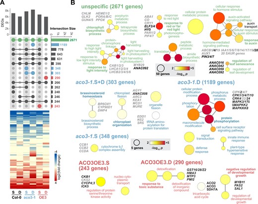 Transcriptomic responses to submergence and desubmergence in aco3-1 and ACO3OE3 lines. The transcriptomic response of the wild-type (Col-0), aco3-1 mutant, and ACO3OE3 overexpressing lines after 13 days of submergence (S) and 1 day after desubmergence (D) was analyzed by RNA-seq. A, For the two stress treatments the number of DEGs and their overlaps are represented as an UpSet plot (Conway et al., 2017). The vertical bar chart gives the number of DEGs in the different genotypes and conditions, while the number of overlapping DEGs is represented by horizontal bars. The dot matrix indicates the respective overlaps by connected circles. For example, the common stress response in all three genotypes across the two treatments consisted of 2,671 DEGs, while 1,189 DEGs were specific for aco3-1 after desubmergence. Intersects specific for the aco3-1 mutant and ACO3OE3 overexpressing lines are indicated in blue and red, respectively. The heat map represents the log2 of fold changes (submergence or desubmergence versus control) for the DEGs after hierarchical clustering using a Euclidian distance algorithm. B, For the DEGs common in the three genotypes and specific to aco3-1 and ACO3OE3 in two stress treatments in (A) a GO term enrichment analysis was carried out. The color scale indicates statistical significance for enriched GO terms (P < 0.01, after Bonferroni correction) and circle size the number of genes. Functionally important genes are given next to GO terms.