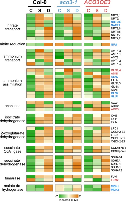 Expression of genes associated with nitrogen assimilation and the TCA cycle. Transcript levels for differentially expressed genes of for indicated steps in nitrogen assimilation and TCA cycle in the wild-type (Col-0), aco3-1, and ACO3OE3 plants under control conditions (C), after submergence (S), and after desubmergence (D). Genes showing differing response to the other two genotypes are indicated in blue and red for aco3-1 and ACO3OE3, respectively. Expression is given as z-scored TPM.