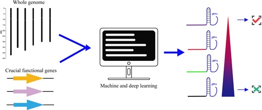 High-throughput design of gRNAs. Machine and deep learning methods are used for high-throughput design of gRNA for the whole genome or crucial functional genes. The gRNA at the apex of the pyramid is the best and is selected, whereas the gRNA at the root of the pyramid is the worst and is therefore discarded.