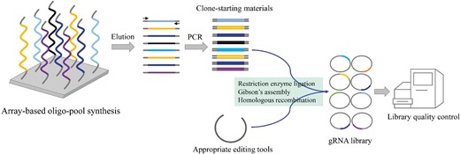 Construction of high-throughput gRNA libraries. gRNAs are synthesized via the array-based oligo-pool synthesis technology. Synthetic gRNAs need to be eluted, and amplified by PCR to generate sufficient clone-starting materials, which are then cloned into appropriate editing vectors by several methods, such as RE ligation, Gibson’s assembly, or homologous recombination. The constructed gRNA library requires quality control to evaluate the uniformity and coverage of gRNA.