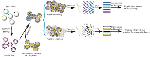 Construction of high-throughput genome-editing libraries of animals. The constructed gRNA libraries are packaged together into the lentiviral vectors, forming a lentiviral library. The lentivirus library is subsequently used to transfect cell lines that can stably express the Cas9 protein. On this basis, positive or negative selection approaches are used to screen cells of interest. With positive screening, only a few cells with target phenotypes can survive and achieve the purpose of gene enrichment. Enriched gRNA-coding fragments are PCR-amplified, and they are subsequently decoded through deep sequencing and data analysis to screen the drug resistance and therapeutic targets. Whereas cells that survive in the negative screening are not the target phenotype cells. It is therefore necessary to compare the abundance of gRNA at different periods to obtain the missing gRNAs by deep sequencing and data analysis, which can then be used to study cell growth and search for tumor-related genes.