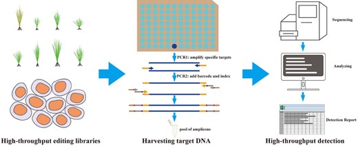 Schematic illustration of the workflow for high-throughput genome-editing detection. First, the samples are extracted from the high-throughput genome-editing library. Second, the specific targets are amplified using site-specific primers. The first-round PCR products are used in the second-round PCR in combination with barcode and index primer pairs. Amplicons are pooled and sequenced by NGS. Third, sequencing results are analyzed with high-throughput methods or tools.