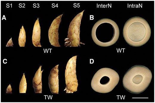 Underground shoots and aboveground mature culms of the WT Moso bamboo and the TW variant. Underground shoots collected at five different stages (S1–S5), and cross-sections of the third internode and intranode of the equal-diameter aboveground mature culms of the WT Moso bamboo (A and B) and the TW variant (C and D). Bamboo shoots collected at different stages from rhizomes, the internode, and intranode of aboveground mature culms were imaged successively. The images were then digitally extracted for comparison. InterN = internode, IntraN = Intranode. Scale bar is 10 cm and applies to all panels.