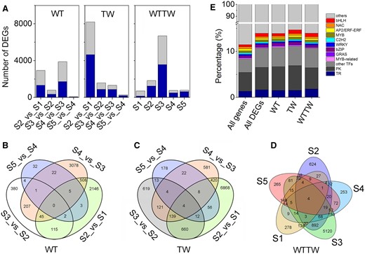 DEGs identified from 13 pairwise combinations of the WT, TW, and WTTW groups. Both the WT and the TW groups were composed of four pairwise combinations between two successive stages (WTS2/TWS2_versus_WTS1/TWS1, WTS3/TWS3_versus_WTS2/TWS2, WTS4/TWS4_versus_WTS3/TWS3, and WTS5/TWS5_versus_WTS4/TWS4), and the WTTW group was composed of five pairwise combinations between two relative stages (TWS1–5_versus_WTS1–5). A, DEGs ranged from 69 in S5_versus_S4 of the WT group to 8,167 in S2_versus_S1 of the TW group, with the upregulated (light gray) and downregulated (dark blue) genes almost equally representing few pairwise combinations. B–D, A total of 5,636, 8,246, and 6,540 DEGs showed stage- and/or genotype-specific differential expression in the WT (B), TW (C), and WTTW (D) groups. E, The percentage of differentially expressed TF, PK, and TR genes among the total genes identified, total DEGs, and DEGs in the WT, TW, and WTTW groups.