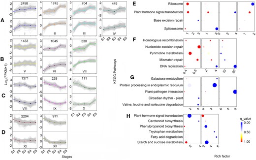 Clustering and KEGG pathway enrichment analysis of DEGs in the WT and the TW groups. Clustering (A–D) and KEGG pathway enrichment (E–H) analysis of DEGs across five unique stages (S1–S5) in the WT (the upper half) and the TW (the second half) groups. The number of genes in each cluster was given in the upper half in Figure 3, A–D. The size of dots in Figure 3, E–H is proportional to the number of genes.