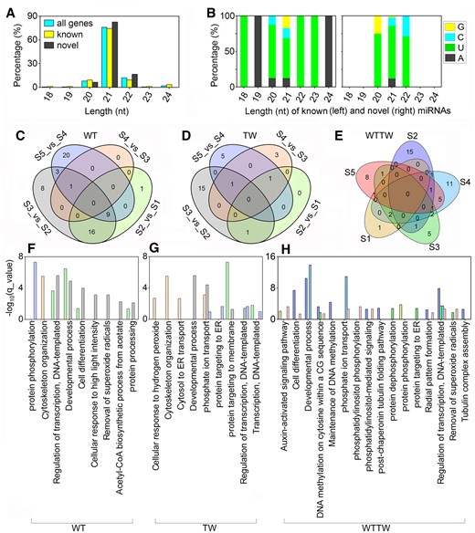 Known and novel miRNAs identified via small RNA sequencing using the underground thickening shoot samples of WT Moso bamboo (P. edulis) and a TW variant (P. edulis “Pachyloen”). A and B, Length and base bias of the miRNAs. C–E, Venn diagram of DEmiRs of the WT (C), TW (D), and WTTW groups (E). F–H, KEGG pathway analysis of DEmiRs identified from the different combinations of the WT (F), TW (G), and WTTW (H) groups.