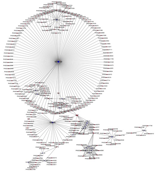 Cytoscape regulatory networks of DEmiRs and their predicted targets of DEGs. Blue graphics represent miRNAs, and red graphics represent genes. The size of dots in the networks was proportional to the number of miRNAs and genes.