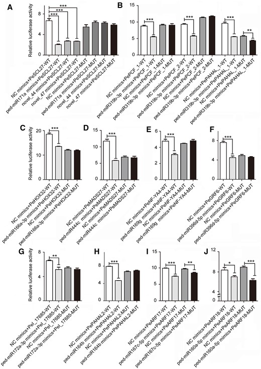 Verification of the correlation between 13 miRNAs and 12 target genes using a dual-luciferase reporter assay. A–H, The luciferase activity of the miRNA mimics + mRNA-WT group was lower than that of the NC mimics + mRNA-WT group (P < 0.01), while no significant difference was observed between two MUT groups. I and J, Significant difference of the luciferase activity was also observed between the MUT groups in addition to the WT groups (P < 0.01). Thirteen miRNAs were as follows: ped-miR171a, novel_44 and novel_47 of the MiR171_1 family, ped-miR319b-3p of the MIR159_1 family, ped-miR166a-3p, ped-miR444c, ped-miR169g, ped-miR396d-5p, ped-miR172a-3p, ped-miR164b, ped-miR167c-5p, and ped-miR160a-5p. Twelve target genes were as follows: PeSCL27 (PH02Gene47151), PePCF6_1–2 (PH02Gene09639 and PH02Gene36822), PePAHAL_1–2 (PH02Gene17565 and PH02Gene15869), PeHOX32 (PH02Gene31932), PeMADS27 (PH02Gene21974), PeNF-YA4 (PH02Gene45106), PeGRF6 (PH02Gene06203), PeOsI (PH02Gene07682), PeARF17 (PH02Gene03160), and PeARF18 (PH02Gene37045). Error bars indicate sd of three technical repeats. Statistical analyses were performed by Student’s t test. *P < 0.05; **P < 0.01; ***P < 0.001.