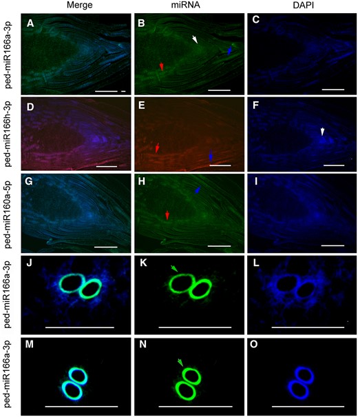 Verification of miR166 and miR160 location in the WT Moso bamboo and the TW variant shoots using FISH. FISH localized ped-miR166a-3p in the SAM (white arrow) and the procambium (red arrow) (A–C), ped-miR166h-3p in the procambium and the sheath (blue arrow) (D–F), and ped-miR160a-3p in the procambium and the sheath (G–I) of the WT Moso bamboo shoots at the S1 stage. FISH localized ped-miR166a-3p in the vascular tissues of (J–L) the TW variant and the WT Moso bamboo (M–O) shoots at the S3 stage. Bar = 100 µm.