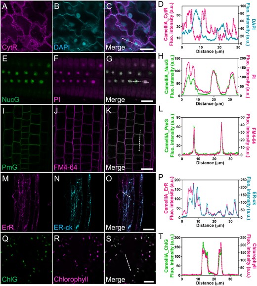 Colocalization of the GECIs and the corresponding subcellular compartments markers in the CamelliA lines. A–D, Representative confocal images of CamelliA_CytR (A), DAPI (4′,6-diamidino-2-phenylindole)-stained nuclei (B), and merged image (C). Fluorescence intensity along the direction of the dotted white arrow in the merged image C is plotted in D. E–H, Representative confocal images of CamelliA_NucG (E), PI-stained nuclei (F), and merged image (G). Fluorescence intensity along the direction of the dotted white arrow in the merged image (G) is plotted in H. I–L, Representative confocal images of CamelliA_PmG (I), FM4–64-stained PM (J), and merged image (K). Fluorescence intensity along the direction of the dotted white arrow in the merged image (K) is plotted in L. M–P, Representative confocal images of CamelliA_ErR (M), ER-ck labeled ER (N), and merged image (O). Fluorescence intensity along the direction of the dotted white arrow in the merged image (o) is plotted in P. Q–T, Representative confocal images of CamelliA_ChlG (Q), autofluorescence of the chlorophyll (R), and merged image (S). Fluorescence intensity along the direction of the dotted white arrow in the merged image (S) is plotted in T. Images in A–C and Q–S were acquired from leaf epidermal cells; Images in E–G, I–K, and M–O were acquired from root cells. ER, endoplasmic reticulum; Fluo., fluorescence; a.u., arbitrary unit. Scale bars are 20 µm in C, G, K, S, and 40 µm in O.