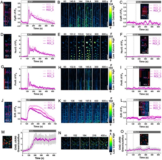 Ca2+ signatures at a high spatiotemporal resolution post ATP or H2O2 treatment of CamelliA lines. A, D, G, and J, Time course of fluorescence intensity changes ΔF/F0 (right) of the GECIs targeted to four subcellular compartments in the root epidermis of CamelliA_CytR, CamelliA_NucG, CamelliA_PmR, and CamelliA_ErR seedlings before and after extracellular ATP treatment (250 µM ATP for ER-localized GECIs and 100 µM ATP for cytosolic, sub-PM, and nucleus localized GECIs). The labeled ROIs (left) were used for measurement of the GECI intensity in the cytosol (A), the nuclei (D), the sub-PM domain (G), and the ER lumen (J). B, E, H, and K, Images of the ATP-treated roots expressing cytosol- (B), nucleus- (E), sub-PM domain- (H), and ER- (K) targeted GECIs at selected time points. C, F, I, and L, Time course of fluorescence intensity changes of the GECIs targeted to four subcellular compartments in the root epidermis of CamelliA_CytR, CamelliA_NucG, CamelliA_PmR, and CamelliA_ErR seedlings before and after mock treatment. Inserted images show the ROIs used for measurement of the GECI intensity. M and O, Time course of the change of the ratio ΔR/R0 (right) between the stroma-targeted CamelliA_ChlG and the autofluorescence of chlorophyll in cotyledon before and after 10 mM H2O2 (M) or mock (O) treatment. Mean value (purple line) and 95% confidence intervals (gray shading) were plotted using the data from 11 chloroplasts (left, labeled by red circles). N, Images of the H2O2-treated cotyledon epidermis at selected time points. Positive fluorescence intensity changes (ΔF/F0) and fluorescence intensity ratio changes (ΔR/R0) indicate increases in Ca2+ concentration in the corresponding subcellular compartment. Representative data from at least three independent biological repeats were shown. Scale bars are 40 µm.