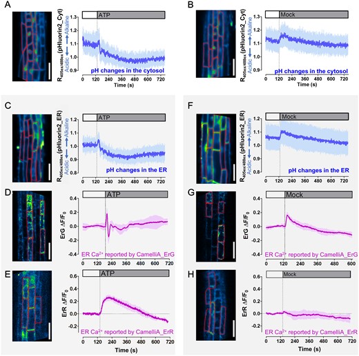 Cytosolic and ER pH fluctuations post extracellular ATP or mock treatment and impact on the ER-targeted GECIs. A–C, F, Monitoring of the pH fluctuations in the cytosol (A, B) and the ER (C, F) of the root epidermis cells treated with 250 µM ATP (A, C) and mock (B, F). ROIs for analyzing fluorescence ratio of pHluorin2 are labeled in the inserted images (left), and time course (right) of fluorescence ratio changes in these ROIs shows the mean fluorescence ratio (blue line) and SD (blue shading) that calculated from eight cells from the root epidermis. D and E, G and H, Time course (right) of fluorescence intensity changes (ΔF/F0) of the two ER-targeted GECIs, CamelliA_ErG (D, G) and CamelliA_ErR (E, H), in root epidermis with 250 µM ATP treatment (D, E) or mock treatment (G, H). ROIs for analyzing fluorescence CamelliA_ErG and CamelliA_ErR are labeled in the inserted images (left), and time course (right) of fluorescence intensity changes in these ROIs shows the mean fluorescence intensity (purple line) and sd (purple shading) that calculated from five cells from the root epidermis. Representative data from at least three independent biological repeats were shown. Scale bars are 50 µm.