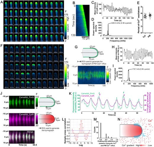 Ca2+ imaging at a high spatiotemporal resolution in fast-growing Arabidopsis pollen tubes reveals fast and regular cytosolic Ca2+ oscillations and a unique pattern of Ca2+ influx on the apical PM. A and B, Time-lapse images (A) and kymograph along the central axis (B) of a fast-growing pollen tube expressing the cytosolic Ca2+ sensor CamelliA_CytR. C and D, Time course of the fluorescence intensity of the CamelliA_CytR in the tip region (6 µm from apex to the shank) of the pollen tube (C) and spectral analysis of the Ca2+ oscillations (D). E, Oscillation periods of the cytosolic Ca2+ (Cyt) and PM Ca2+ influx (PM) are plotted in the scatter plot. The mean ± 95% confidence interval is also shown. F, Time-lapse images of a fast-growing pollen tube expressing the PM-anchored Ca2+ sensor CamelliA_PmG. G, Kymograph of the CamelliA_PmG fluorescence along the growing PM region of 10 µm on each side of the apex (illustrated in the upper panel) by constantly tracking and analyzing the growing tip using the TipQAD algorithm. H and I, Time course of the fluorescence intensity of the CamelliA_PmG in the apical PM region (10 µm on each side of the apex) of the pollen tube (H) and spectral analysis of the Ca2+ oscillations (I). J, Kymographs of CamelliA_PmG (upper left), CamelliA_CytR (middle left), and the merged kymograph (lower left) were acquired from a simultaneous observation of both Ca2+ sensors in the same pollen tube. ROIs for generating the kymographs are indicated on the right side of each kymograph. K and L, Time course of the fluorescence intensity (K) and cross-correlation analyses (L) of the CamelliA_CytR and CamelliA_PmG observed simultaneously in the same pollen tube. The green and purple dotted lines and arrows highlight two events of sub-PM Ca2+ reaching the peak ahead of the cytosolic Ca2+. M, Distribution of the time delay between cytosolic and sub-PM Ca2+ reaching the peak within each oscillation cycle (data from five independent pollen tubes). N, Model of the Ca2+ influx across the apical PM, where the Ca2+ influx was initiated at the apex then expanded exclusively to the whole apical PM with stronger activity in the region surrounding the apex. Increases in fluorescence intensity indicate increases in Ca2+ concentration. Representative data from at least eight independent biological repeats were shown. a.u., arbitrary unit. Scale bars are 10 µm in A, F.